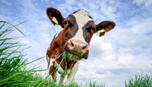 Why Beef Liver Is the Ultimate Superfood for Modern Health