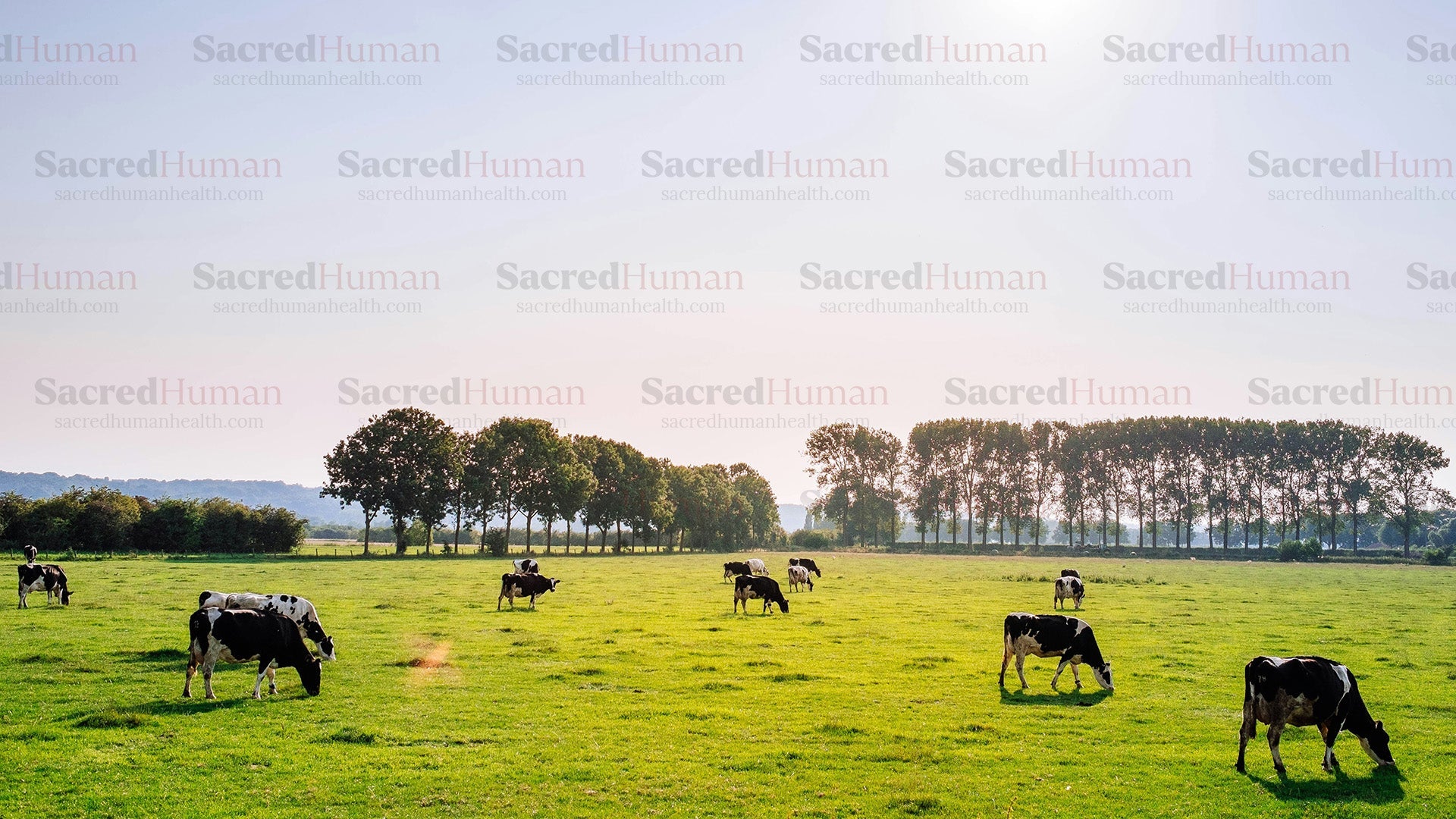 Beef Liver Benefits: Nature’s Multivitamin Explained